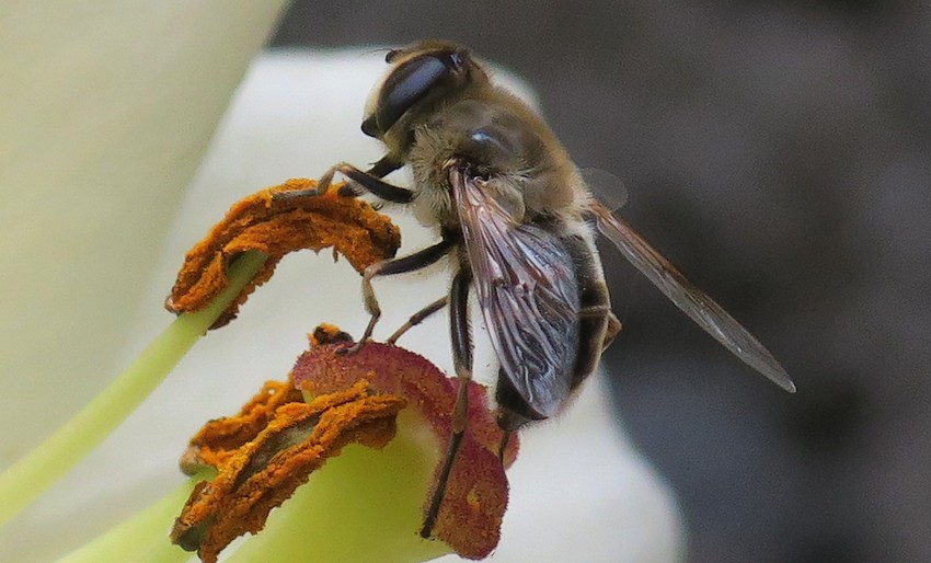 Eristalis pertinaxe?  No, Eristalis tenax